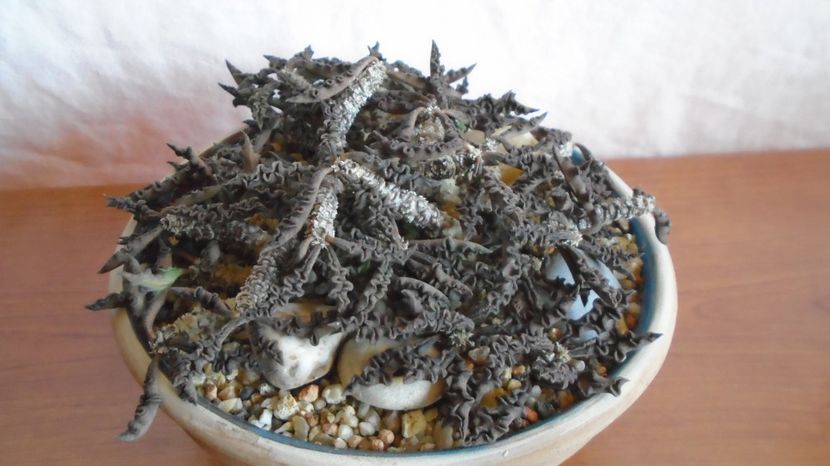  - Suculente-Agave-Yucca si Dracaena 2022-2023