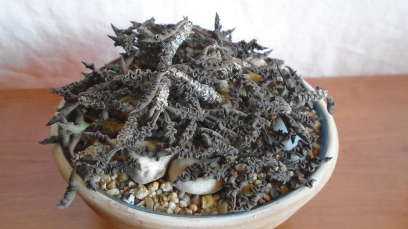  - Suculente-Agave-Yucca si Dracaena 2022-2023