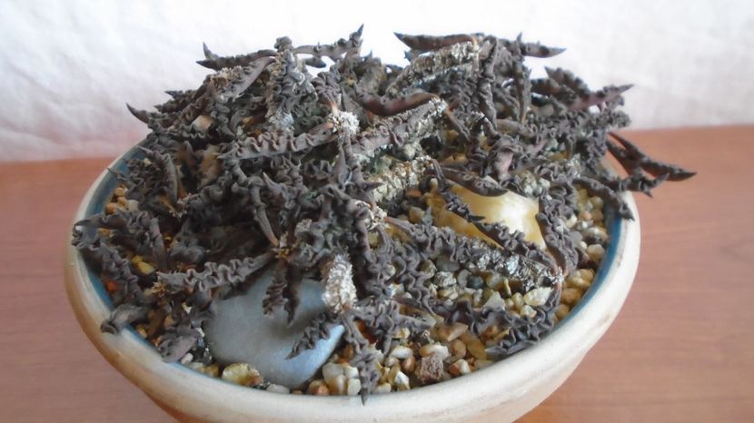  - Suculente-Agave-Yucca si Dracaena 2022-2023