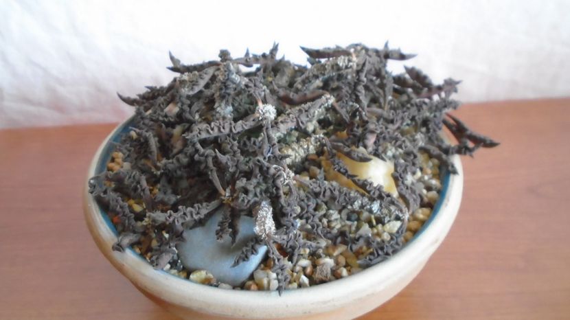  - Suculente-Agave-Yucca si Dracaena 2022-2023