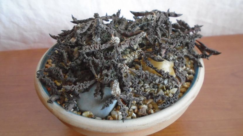  - Suculente-Agave-Yucca si Dracaena 2022-2023