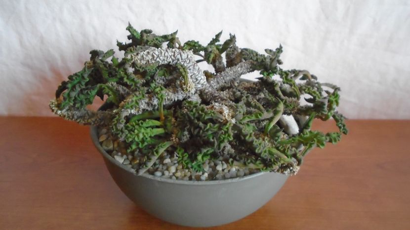  - Suculente-Agave-Yucca si Dracaena 2022-2023