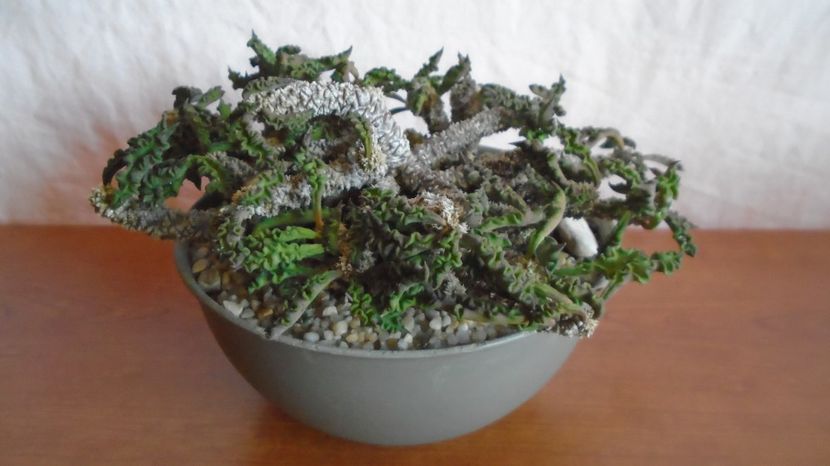  - Suculente-Agave-Yucca si Dracaena 2022-2023