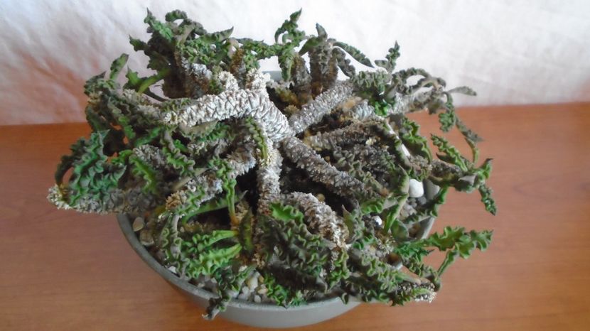  - Suculente-Agave-Yucca si Dracaena 2022-2023