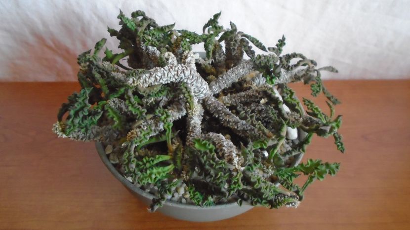  - Suculente-Agave-Yucca si Dracaena 2022-2023