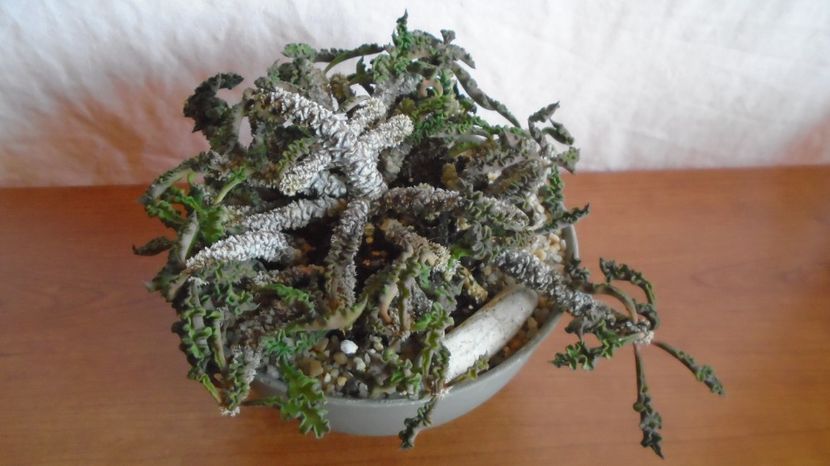  - Suculente-Agave-Yucca si Dracaena 2022-2023