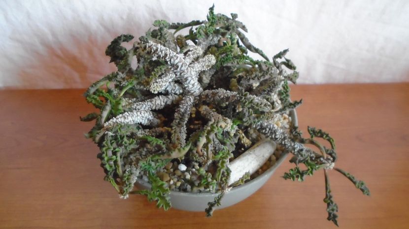  - Suculente-Agave-Yucca si Dracaena 2022-2023