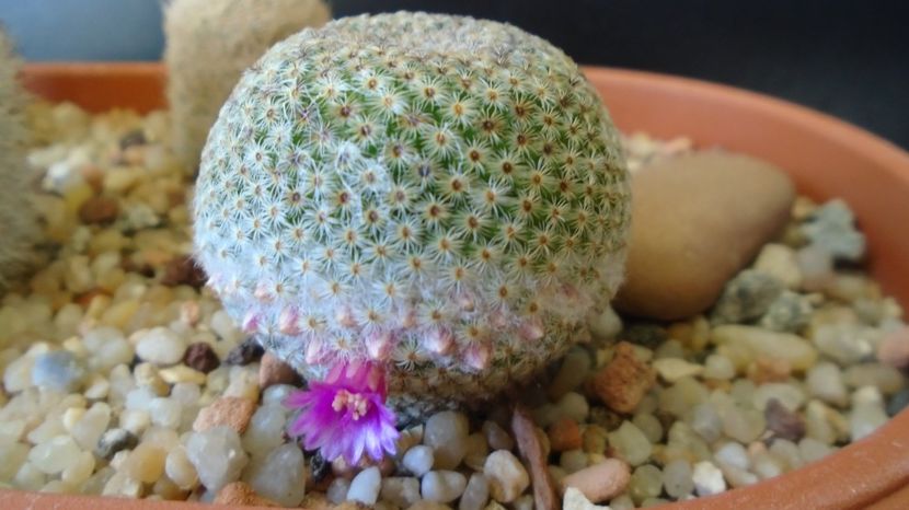 Mammillaria huitzilopochtli - Cactusi 2022 bis
