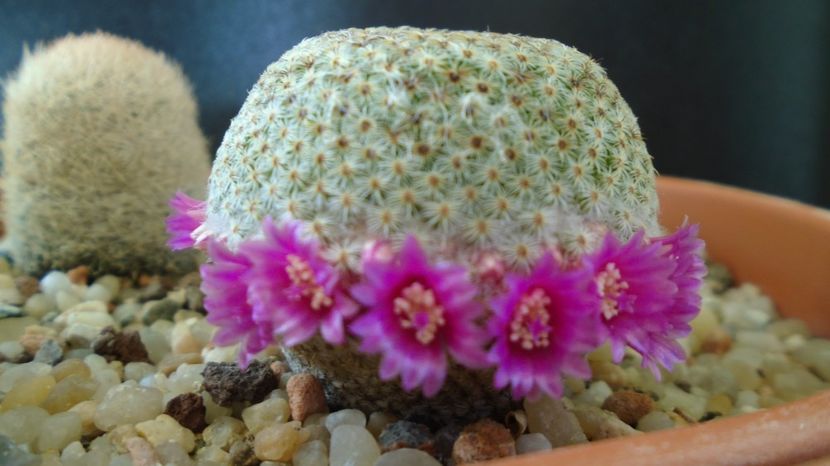 Mammillaria huitzilopochtli - Cactusi 2022 bis