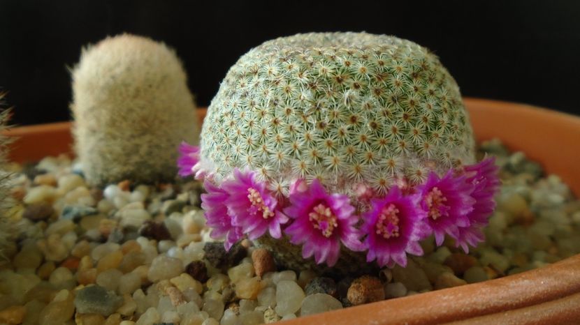 Mammillaria huitzilopochtli - Cactusi 2022 bis