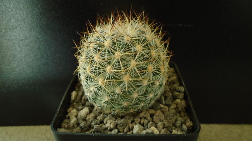 Pediocactus simpsonii, AM330, Box Elder Co., Utah - Cactusi 2022 bis