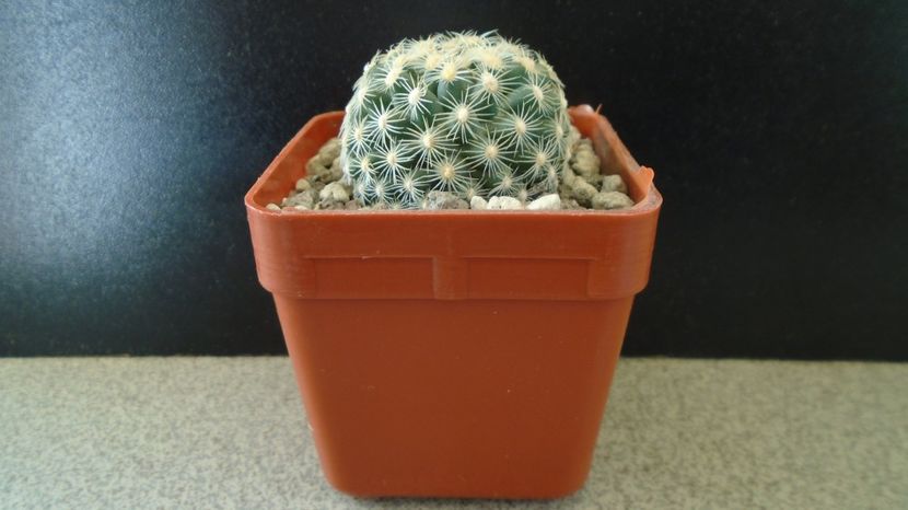 Pediocactus simpsonii fa. muehlii, FH 63.1.4, Stateline area Nevada/Utah - Cactusi 2022 bis