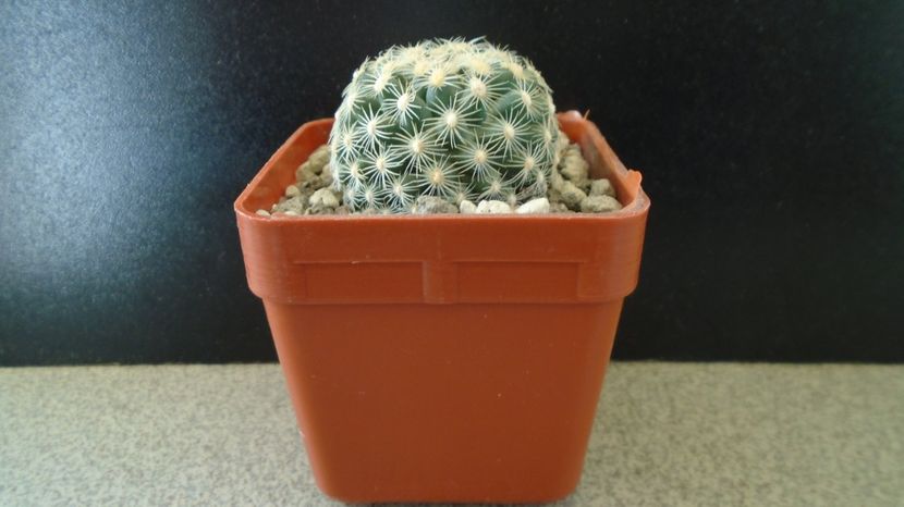 Pediocactus simpsonii fa. muehlii, FH 63.1.4, Stateline area Nevada/Utah - Cactusi 2022 bis