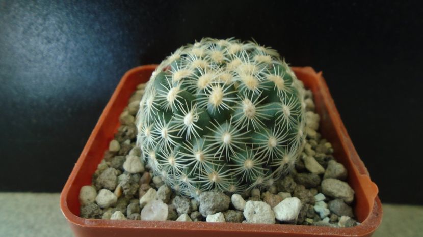 Pediocactus simpsonii fa. muehlii, FH 63.1.4, Stateline area Nevada/Utah - Cactusi 2022 bis