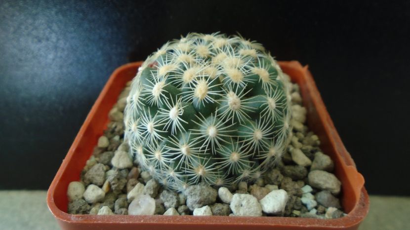 Pediocactus simpsonii fa. muehlii, FH 63.1.4, Stateline area Nevada/Utah - Cactusi 2022 bis