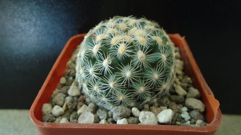 Pediocactus simpsonii fa. muehlii, FH 63.1.4, Stateline area Nevada/Utah - Cactusi 2022 bis