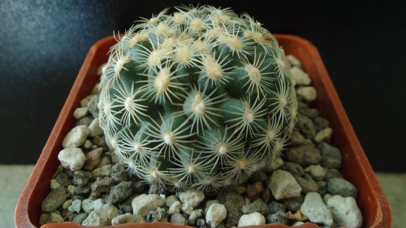 Pediocactus simpsonii fa. muehlii, FH 63.1.4, Stateline area Nevada/Utah - Cactusi 2022 bis