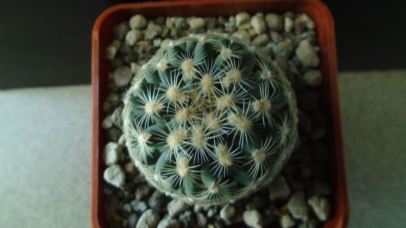 Pediocactus simpsonii fa. muehlii, FH 63.1.4, Stateline area Nevada/Utah - Cactusi 2022 bis