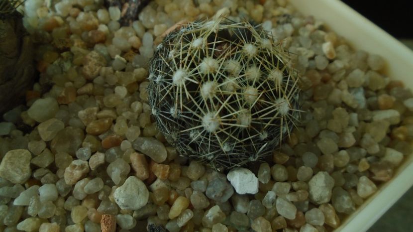 Escobaria missouriensis (-25C - -35C) - Cactusi 2022 bis