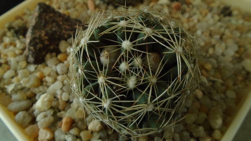 Escobaria missouriensis caespitosa (-25C - -35C) - Cactusi 2022 bis