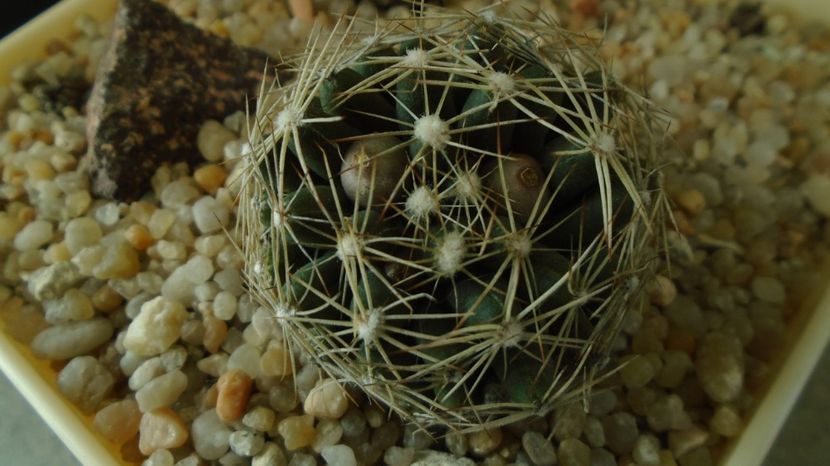 Escobaria missouriensis caespitosa (-25C - -35C) - Cactusi 2022 bis