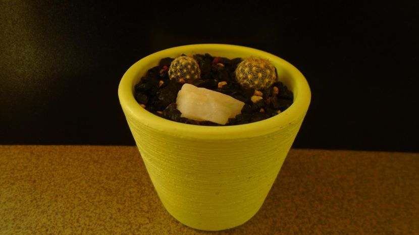Pediocactus simpsonii v. minor, SB874, Albany Co, WY & Pediocactus simpsonii, HK1461, La Madeira, Ri - Cactusi 2022 bis