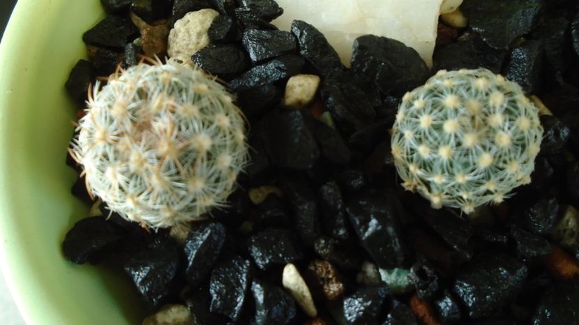 Pediocactus simpsonii v. minor, SB874, Albany Co, WY & Pediocactus simpsonii, HK1461, La Madeira, Ri - Cactusi 2022 bis