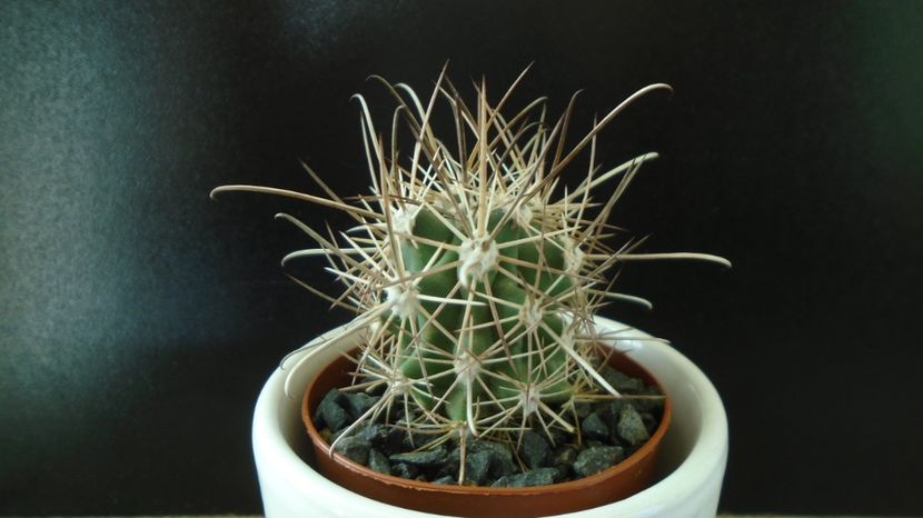 Sclerocactus parviflorus (altoit), SB599, Queretaro, Mx. - Cactusi 2022 bis