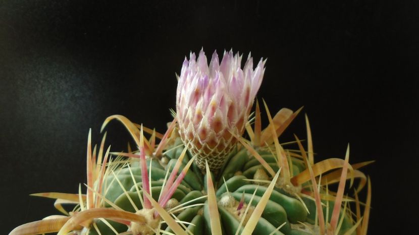  - Cactusi 2022 bis