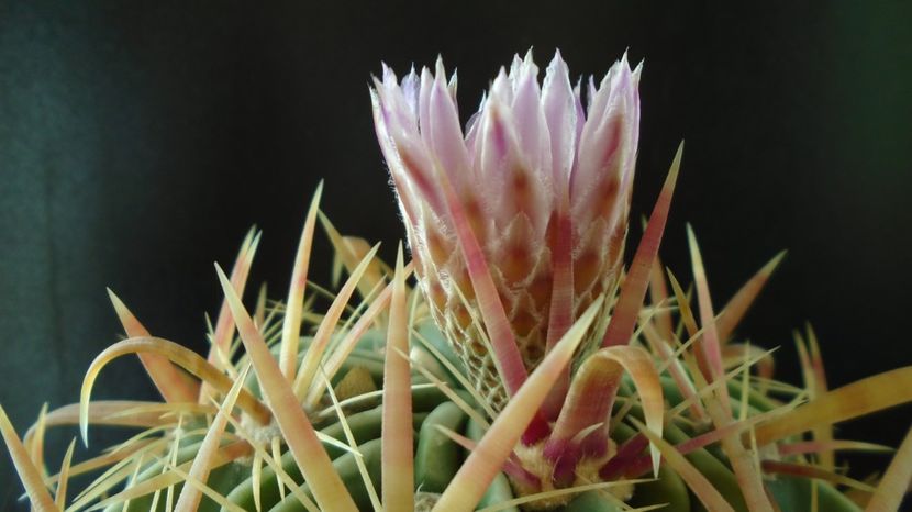  - Cactusi 2022 bis