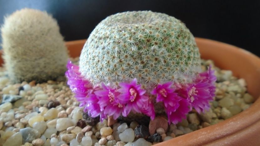  - Cactusi 2022 bis