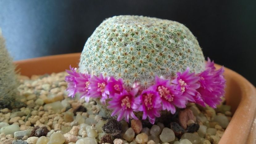  - Cactusi 2022 bis