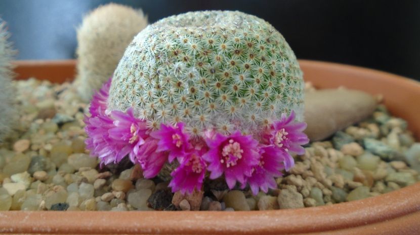  - Cactusi 2022 bis
