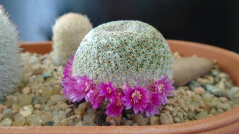  - Cactusi 2022 bis