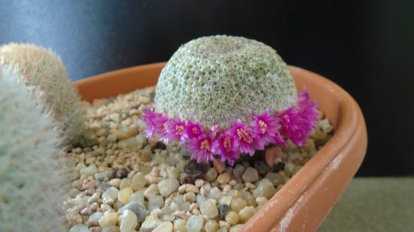  - Cactusi 2022 bis
