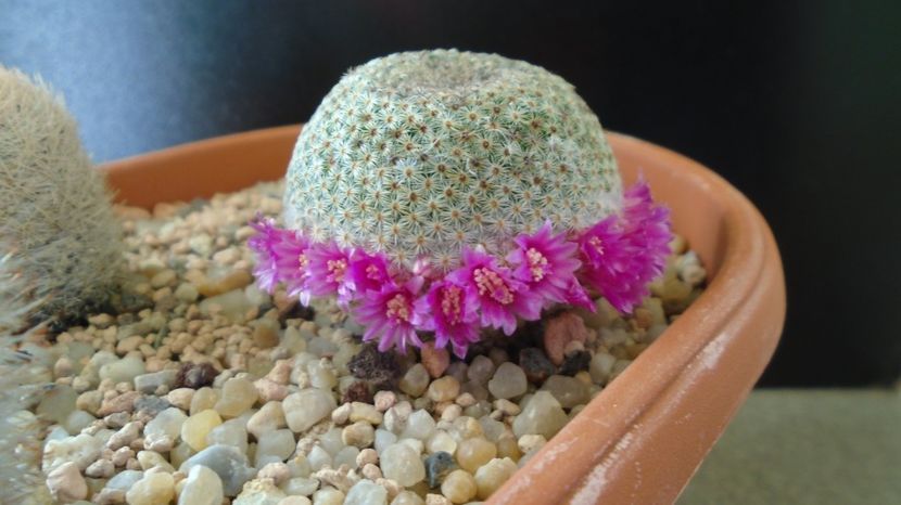  - Cactusi 2022 bis