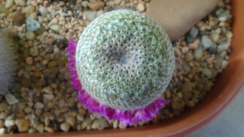  - Cactusi 2022 bis