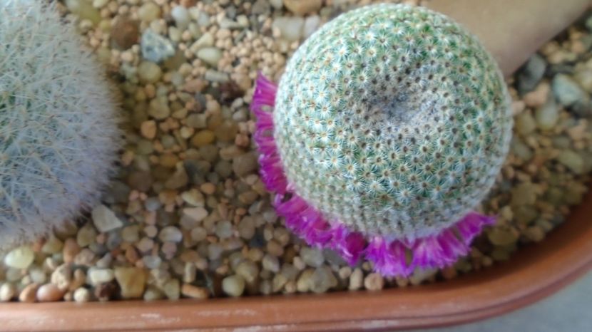  - Cactusi 2022 bis