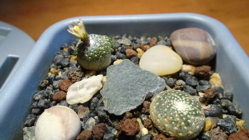  - Cactusi 2022 bis
