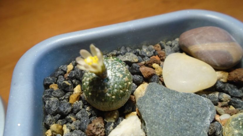 - Cactusi 2022 bis