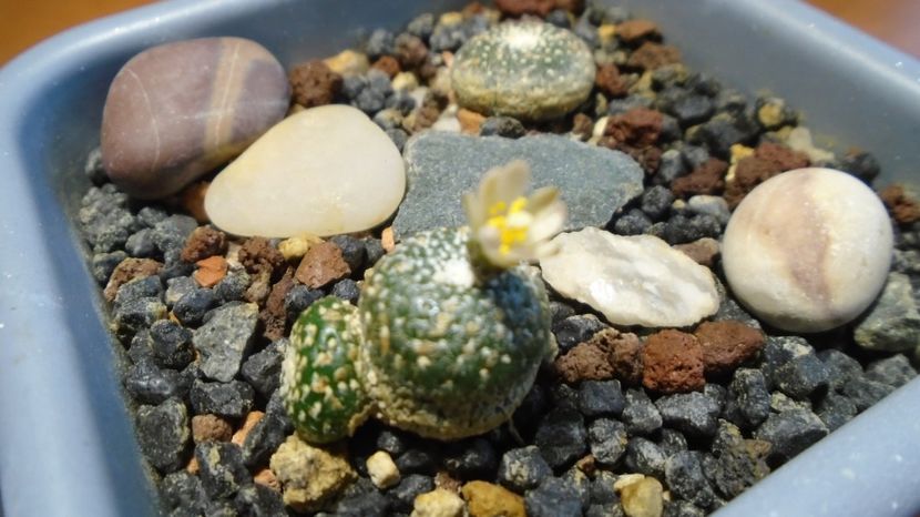  - Cactusi 2022 bis