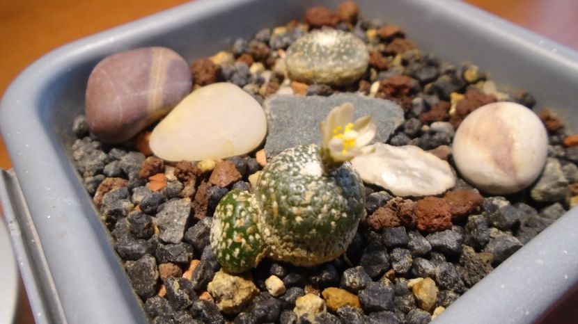  - Cactusi 2022 bis