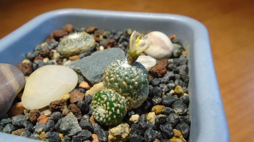  - Cactusi 2022 bis