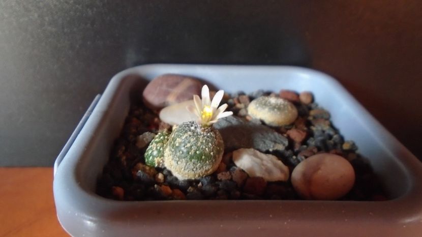  - Cactusi 2022 bis