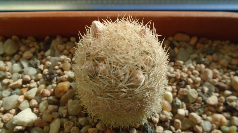  - Cactusi 2022 bis