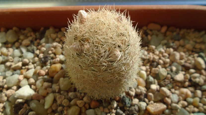  - Cactusi 2022 bis