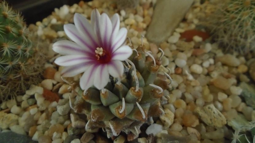  - Cactusi 2022 bis