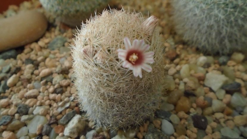  - Cactusi 2022 bis