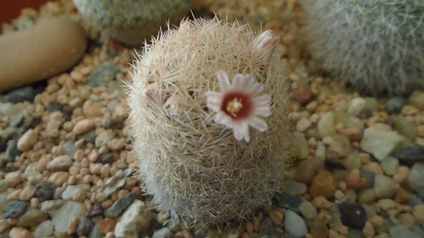 - Cactusi 2022 bis