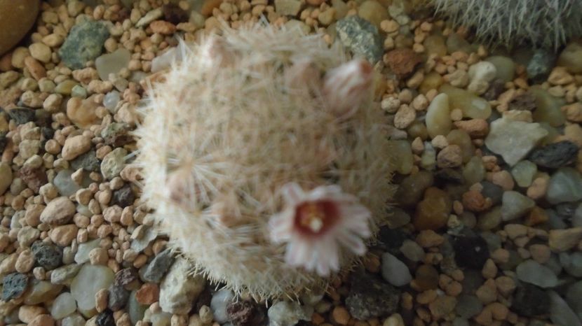  - Cactusi 2022 bis